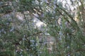 The view of rosemary flowering branches in bloom