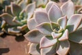 View on rosettes of Echeveria Pansy purple in the sunny day, beautiful cactus