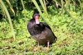 A view of a Rosybill Duck Royalty Free Stock Photo
