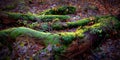 rotten trees overgrown with moss and leaves, Lomography Royalty Free Stock Photo