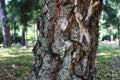 View of rough birch bark in a forest Royalty Free Stock Photo