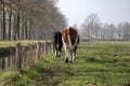 View of the round buttocks of two young cows walking past a ditch into the pasture