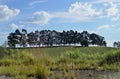 A row of Eucalyptus trees on top of the hill Royalty Free Stock Photo