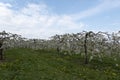 View through a row of low-stemmed, white-flowered cherry trees in a plantation