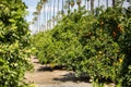 Orange grove Royalty Free Stock Photo