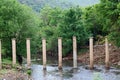 TALL REMNANT PILLARS IN A STREAM WITH TREES ON THE BANKS Royalty Free Stock Photo