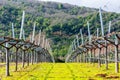 A view of rows of bare recently pruned vines in a winter vineyard. Green grass between rows Royalty Free Stock Photo