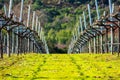 A view of rows of bare recently pruned vines in a winter vineyard. Green grass between rows Royalty Free Stock Photo