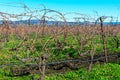 A view of rows of bare vines in a winter vineyard. A drip irrigation system running along of the vines