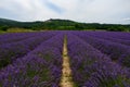 View on rows of blossoming purple lavender, green fiels and Lacoste village in Luberon, Provence, France in July