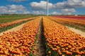 View on rows of colorful red yellow tulips on field of german cultivation farm with countless flowers against blue sky with Royalty Free Stock Photo