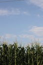 View of rows of corn plants in a farm with a clear sky background Royalty Free Stock Photo