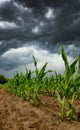 Dramatic storm over corn fields. Royalty Free Stock Photo