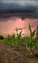 Dramatic storm over corn fields. Royalty Free Stock Photo