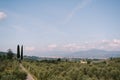 View on the rows of olive trees in Tuscany from the Medici Villa of Lilliano Wine Estate, Italy. Royalty Free Stock Photo