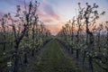 View of rows of pear trees with blossoms in an orchard during sunrise with beautiful orange clouds.