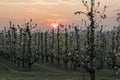 View of rows of pear trees with blossoms in an orchard during sunrise with beautiful orange clouds.