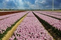 View on rows pink and red colorful blooming tulips against blue sky with cumulus clouds, sunrays - Grevenbroich, Germany Royalty Free Stock Photo