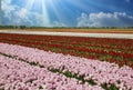 View on rows pink and red colorful blooming tulips against blue sky with cumulus clouds, sunrays - Grevenbroich, Germany