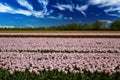 View on rows of pink and red tulips on field of german cultivation farm with countless flowers against deep blue sky with white Royalty Free Stock Photo