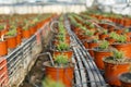 Oregano seedlings in greenhouse