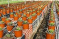 Oregano seedlings in greenhouse