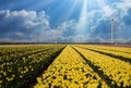 View on rows of yellow tulips on field of german cultivation farm with countless flowers, wind turbines, sunrays, blue sky with