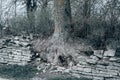 View of the ruined stone fence. The root of a large tree grew through the stone fence Royalty Free Stock Photo