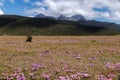 Pink flowers and the Ruminahui volcano, Ecuador. Royalty Free Stock Photo