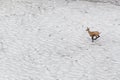 View of running chamois on snowy mountain Royalty Free Stock Photo