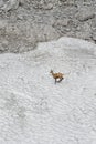 View of running chamois on snowy mountain Royalty Free Stock Photo