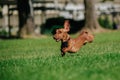 View of running dachshund dog on a grassy fiel Royalty Free Stock Photo