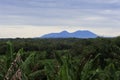 View Rural Agricultural and landscape in Sukabumi, West Java Indonesia