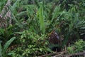 View of Rural Agricultural and landscape in Sukabumi, West Java Indonesia