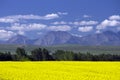 Canola Field In Bloom Alberta Royalty Free Stock Photo