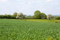 Normandy/France: A green field with young wheat plants and blooming fruit trees in the French countryside Royalty Free Stock Photo