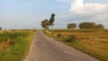 View of rural rice fields in hot and windy weather