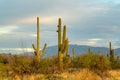 View of sabino national park in tuscon arizona in late evening sunset with saguaro cactuses and native grass and shrubs