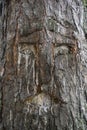 Sacret World Tree known also as Tree of Life, or Shamanic Tree, or Tree of Knowledge with a carved human face in the Siberian Royalty Free Stock Photo