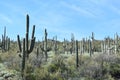 View of a Saguaro cactus landscape with blue sky in the Sonoran Desert of Arizona Royalty Free Stock Photo