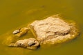 Saharan pond turtle, in the Middle Atlas Mountains Royalty Free Stock Photo