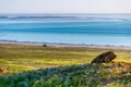 View of the salty lake Baskunchak. A stone similar to the head of an animal or an ancient man. Unique natural formation in the Royalty Free Stock Photo