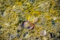 View of salty lake bottom with nereid worm Royalty Free Stock Photo