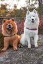 View of Samoyed and Chow chow dogs looking at camera