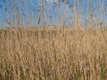 A view of a sand dune through thickets of dry common reed