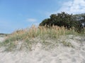 View of sand, plants and trees on the beach in summer Tallinn