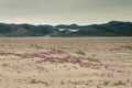 View through the Sandflugtdalen desert valley towards the mountains and Greenlandic icecap, pink flowers in the middle of the