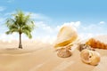 View of sandy beach with shells and palm tree Royalty Free Stock Photo