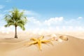 View of sandy beach with shells and palm tree Royalty Free Stock Photo