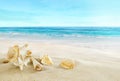 Tropical beach. Shells on the sand. Royalty Free Stock Photo